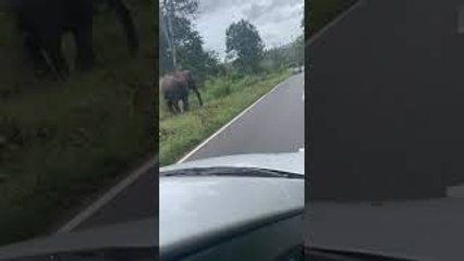 Traffic Waits for Pedestrian with Tusks