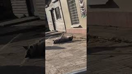 Butcher's Dog Rests in the Sun