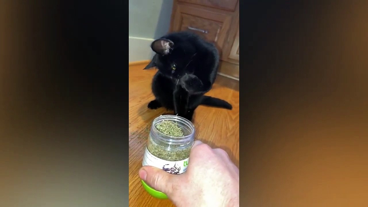 Check Out These Adorable Pets You'll laugh all day #shorts | MEOW CAT