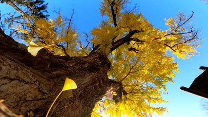 [영상] 벌써 가을이 저문다?...노란 꽃잎 떨구는 은행 고목 / YTN
