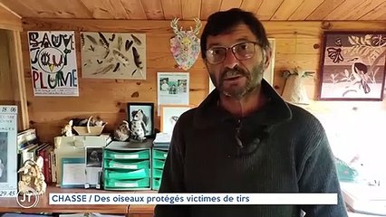 CHASSE / Des oiseaux protégés victimes de tirs