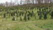 Drought leaves big impact on Christmas trees in Wisconsin