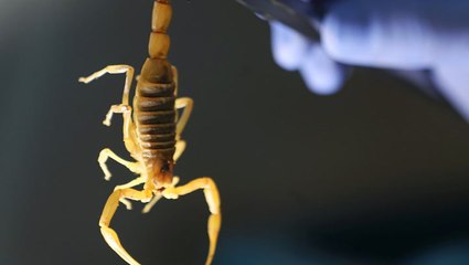 Flooding causes property damage and a scorpion stinging spree