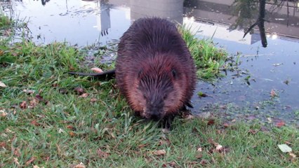 Beaver Flails Over Unusual Smells
