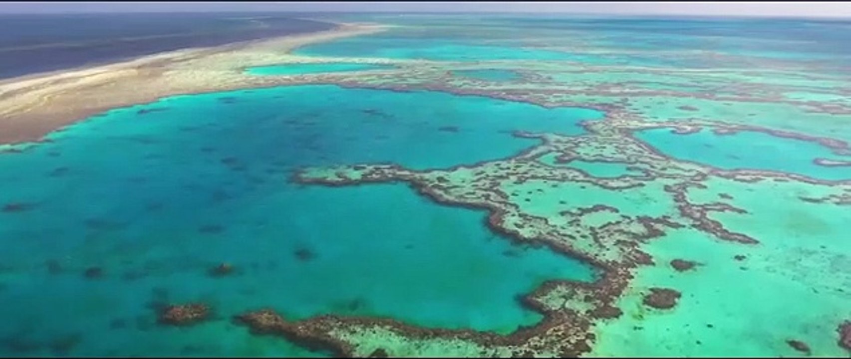 Bande Annonce - Requins, prédateurs menacés Sortie DVD Janvier 2022