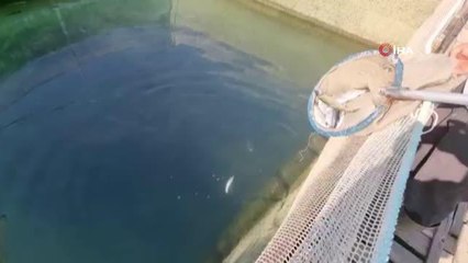 Manavgat Irmağı üzerindeki balık çiftliğinde 13 bin alabalık telef oldu