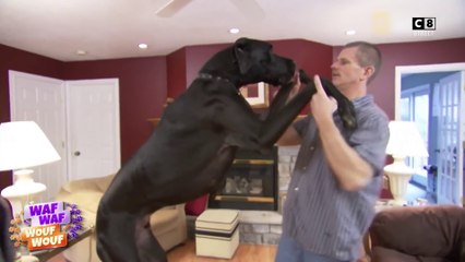 Les Méd'ors : le plus grand chien du monde !