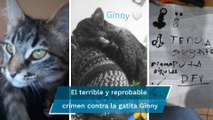 Niños en Zacatecas imitan al crimen organizado; asesinan a gatita y amenazan a su dueña