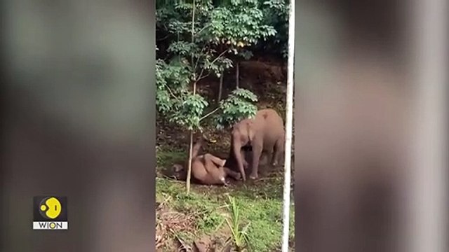 Découvrez les images émouvantes d’une mère éléphante tentant, en vain, de réanimer son petit, électrocuté par des fils électriques en Inde