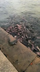 Catfish Feeding Frenzy