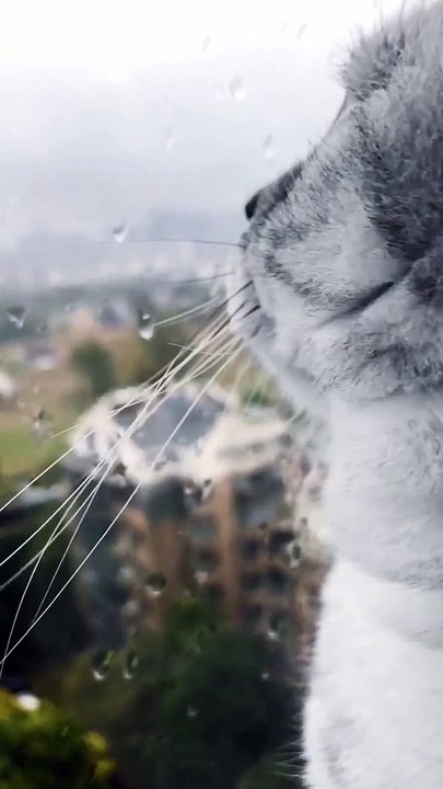 Cat in rain