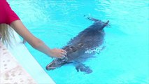 Winter, Beloved Star of Dolphin Tale Movies, Dies at Aquarium in Florida