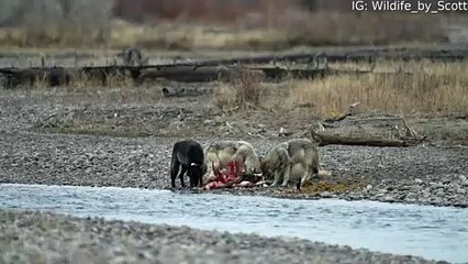 Wolves Feast on Elk in Grand Teton