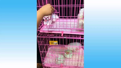 Funniest Pets Don'T Try To Hold Back Laughter