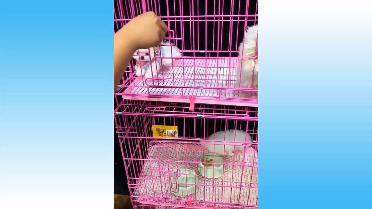 Funniest Pets Don'T Try To Hold Back Laughter