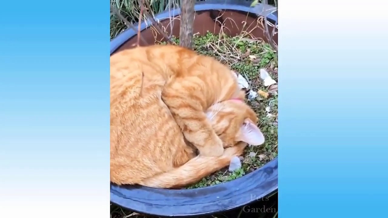 Top Funny Cat Videos Of The Weekly - Try Not To Laugh