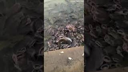 Catfish Feeding Frenzy