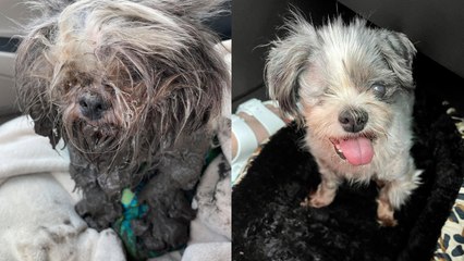 Louisiana Community Rallies to Help Senior Dog Found Drowning in Crawfish Pond