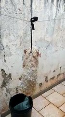 Maus-tratos: morador de Apucarana deixa cão em balde d'água