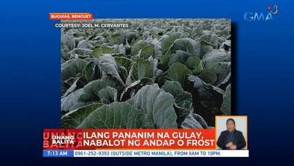 Ilang pananim na gulay, nabalot ng andap o frost | UB