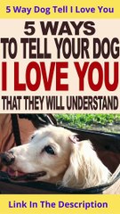 5 Ways to Tell Your Dog You Love Him | How To Tell Your Dog You Love Them #shorts