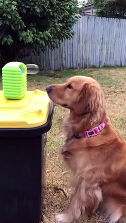 Bubble Eating Doggy Having a Blast