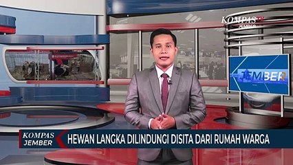 Descargar video: Polisi Sita hewan langka Dilindungi dari rumah warga, Pemilik Rumah DPO