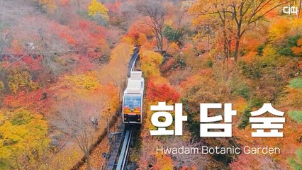 랜선여행 가을 끝자락 찾은 화담숲(Hwadam Botanic Garden) / 디따