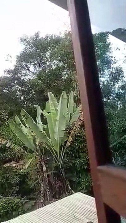 Suara misterius Hewan!!! Ada yang tau ini suara hewan apa??