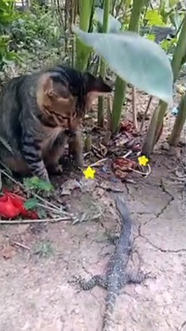 funny videos, memes ,meme videos , meme , instagram memes, funny memes, dailymemes, funny cat  ,anim