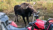Hunter Has Close Encounter With a Curious Moose