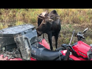 Hunter Has Close Encounter With a Curious Moose