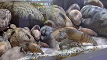 ''Prawnzilla' the Peaceful Vampire Shrimp filter feeding in an aquascaped aquarium '