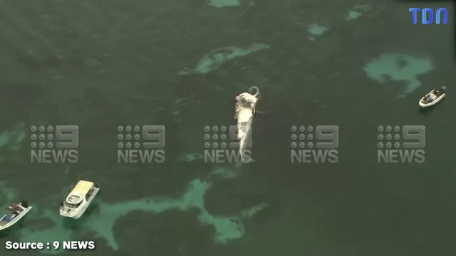 En Australie, des requins on été observés en train de dévorer une baleine, les plages ont été fermées