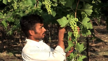 Grape picking in Maharashtra's vineyards