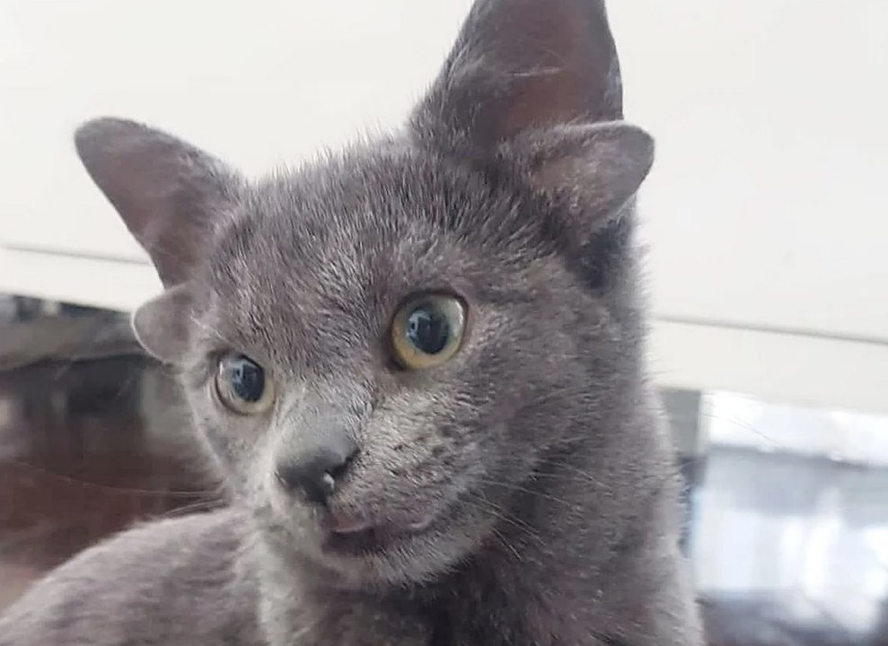 Ce chaton né avec 4 oreilles et 1 coeur blanc sur le ventre va vous faire fondre le coeur