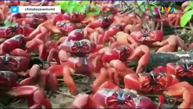 Fenomena Kepiting Luber di Australia Hingga Jalan Ditutup