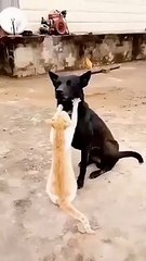 Un chien et son ami le chat masseur !