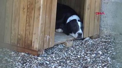 ESKİDEN YASAKLI IRK OLAN KÖPEKLER İÇİN KISIRLAŞTIRMA VE ÇİP TAKTIRMA SÜRESİ DARALIYOR