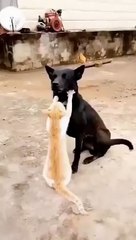 Un perro disfrutando de un masaje de gato !