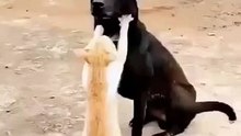 Un perro disfrutando de un masaje de gato !