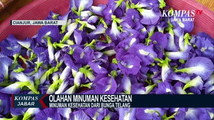 Minuman Kesehatan Dari Buang Telang