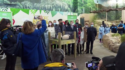 Les bébés pandas de Beauval prénommés Yuandudu et Huanlili en présence de Mbappé
