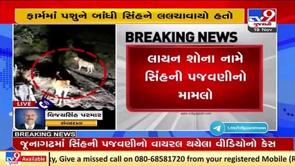 Video of illegal Lion show goes viral, Forest team launched investigation _ Tv9GUjaratiNews