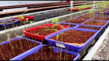 Presiden Jokowi Persemaian Rumpin, Bogor