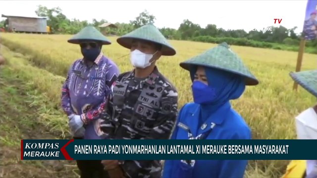 Panen Raya Padi Yonmarhanlan Lantamal XI Merauke Bersama Masyarakat