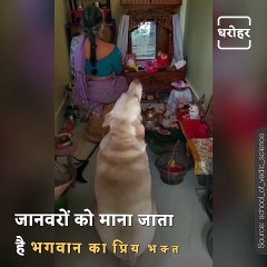 How This Dog And Grandmother Are Worshipping To God