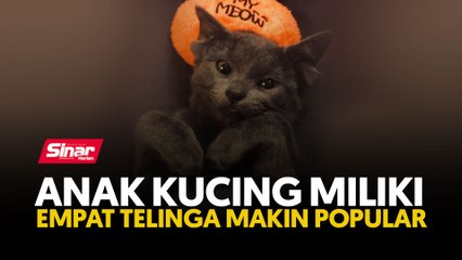 Anak kucing miliki empat telinga makin popular