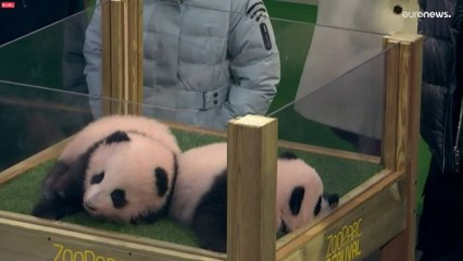Kylian Mbappé, parrain de Yuandudu, l'une des jumelles pandas de Beauval