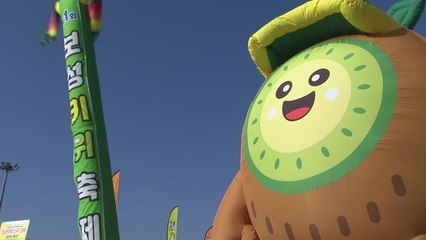 키위 주산지 전남 보성에서 전국 첫 '키위 축제' / YTN